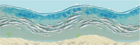 Mackerel Shoal